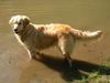 Golden Retriever Foto: Corey 04/05 (ID 20911) Golden Retriever Hund