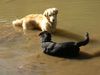 Golden Retriever Foto: Corey und ihre beste Freundin Sina 04/05 (ID 20912) Golden Retriever Hund
