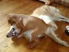 Golden Retriever Foto: Cico und Lena (zwei Kampfschnecken....) (ID 13445) Golden Retriever Hund