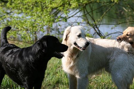 Golden Retriever Hunde Foto 40202 in höherer Auflösung ansehen Golden Retriever Begegnungen