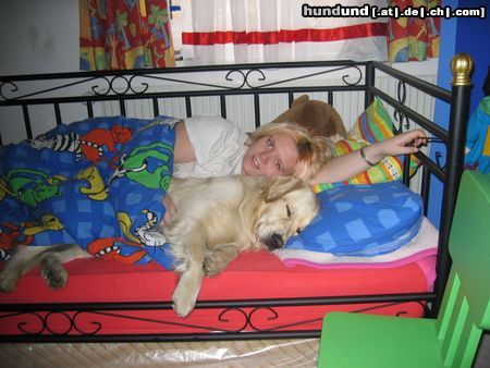 Golden Retriever Hunde Foto 7595 Golden Retriever Sehr gemütlich!