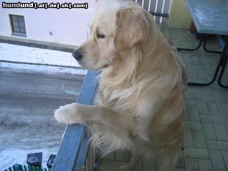 Golden Retriever Hunde Foto 8126 Golden Retriever SAM Nehmt mich mit!