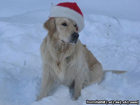 Golden Retriever Hunde Foto 7372 Golden Retriever Frohes Fest!
