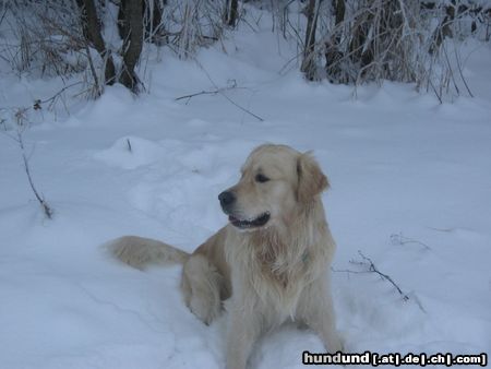 Golden Retriever Hunde Foto 7610 Golden Retriever SAM