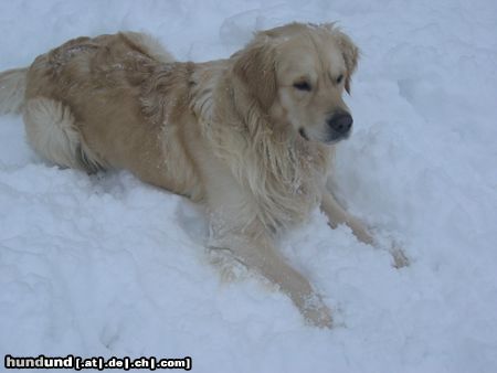 Golden Retriever Hunde Foto 8400 Golden Retriever Sam