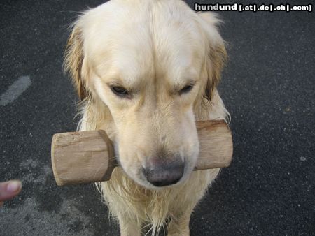 Golden Retriever Hunde Foto 7373 Golden Retriever SAM