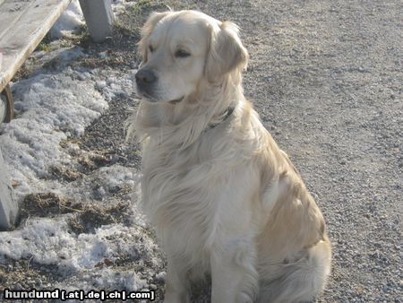 Golden Retriever Hunde Foto 9890 Golden Retriever Sam an seinem 2 Geburtstag