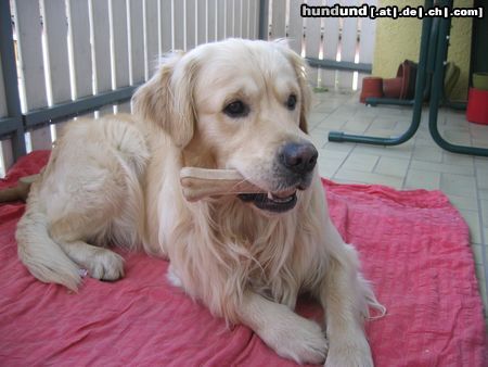 Golden Retriever Hunde Foto 11059 Golden Retriever SAM