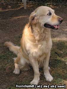 Golden Retriever Hunde Foto 20425 in höherer Auflösung ansehen Golden Retriever Samira