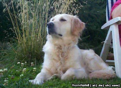 Golden Retriever Hunde Foto 10641 Golden Retriever Unsere Daisy-ein Traum von einer Golden Retriever Hündin