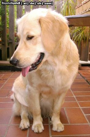 Golden Retriever Hunde Foto 12181 Golden Retriever Cora - 1 Jahr