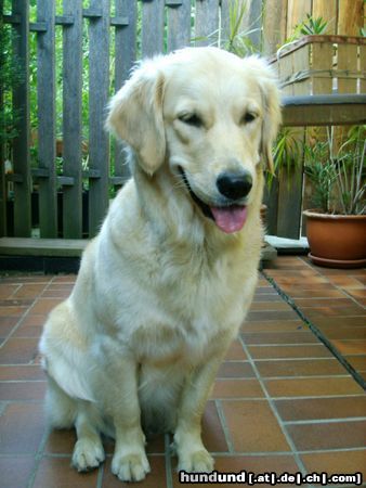 Golden Retriever Hunde Foto 12182 Golden Retriever Cora - 1 Jahr