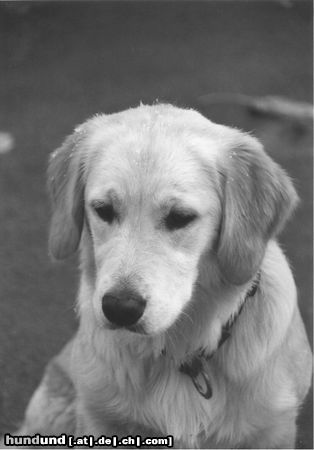 Golden Retriever Hunde Foto 6682 Golden Retriever Sheila 6 Monate