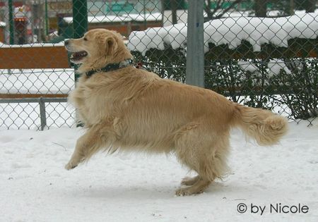 Golden Retriever Hunde Foto 28016 in höherer Auflösung ansehen Golden Retriever shila_6