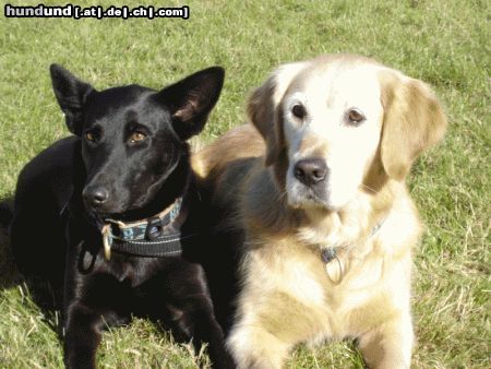 Golden Retriever Hunde Foto 17878 Golden Retriever Tara & Sina