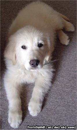 Golden Retriever Hunde Foto 21630 in höherer Auflösung ansehen Golden Retriever Spike, 12 Wochen alt