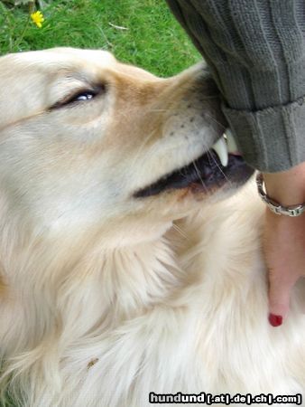 Golden Retriever Hunde Foto 13444 Golden Retriever Cico 2,5 Jahre (Frauchen, ich liebe dich....)