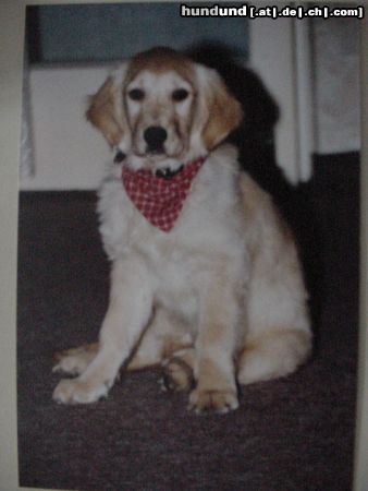 Golden Retriever Hunde Foto 6565 Golden Retriever TARA MAUSI