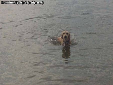 Golden Retriever Hunde Foto 6566 Golden Retriever TARA MAUSI