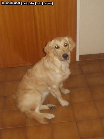 Golden Retriever Hunde Foto 6567 Golden Retriever TARA MAUSI