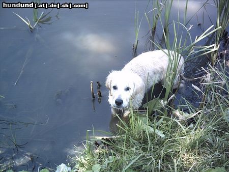 Golden Retriever Hunde Foto 16856 in höherer Auflösung ansehen Golden Retriever teddy als wasserratte