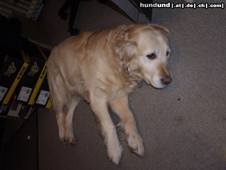 Golden Retriever Hunde Foto 8384 Golden Retriever Tessas Lieblingsbeschäftigung -dösen-