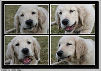 Golden Retriever Hunde Foto 29775 in höherer Auflösung ansehen Golden Retriever Balu bei seiner Lieblingsbeschäftigung