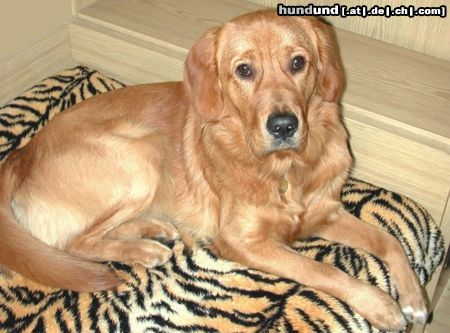 Golden Retriever Hunde Foto 15390 in höherer Auflösung ansehen Golden Retriever Topas 1.Geburtstag