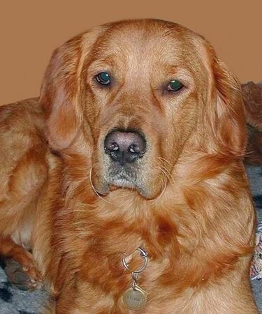 Golden Retriever Hunde Foto 34993 in höherer Auflösung ansehen Golden Retriever TOPAS 3. Geburtstag