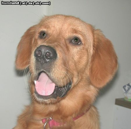 Golden Retriever Hunde Foto 14404 Golden Retriever TOPAS_10 Monate
