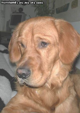 Golden Retriever Hunde Foto 19475 in höherer Auflösung ansehen Golden Retriever TOPAS 16Mt