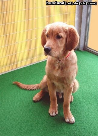 Golden Retriever Hunde Foto 9889 Golden Retriever TOPAS_5Mt.