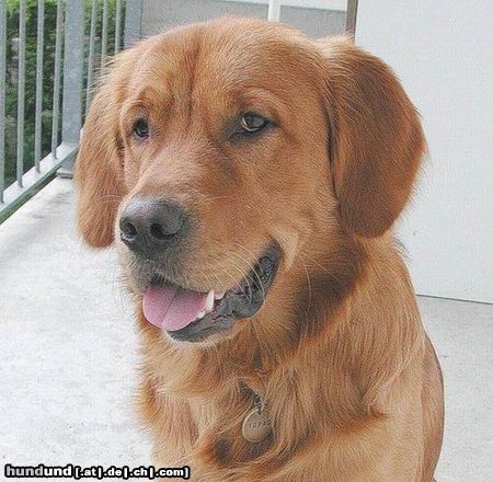 Golden Retriever Hunde Foto 23045 in höherer Auflösung ansehen Golden Retriever TOPAS 1 3/4 Jahre