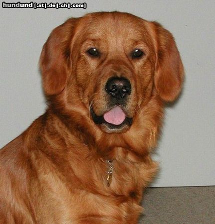Golden Retriever Hunde Foto 25887 in höherer Auflösung ansehen Golden Retriever TOPAS_2.Geburtstag