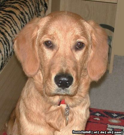 Golden Retriever Hunde Foto 10684 Golden Retriever TOPAS 1/2 Jahr alt