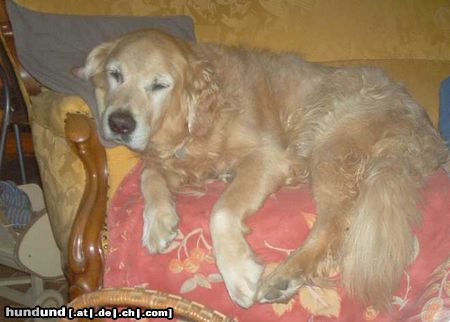 Golden Retriever Hunde Foto 16385 Golden Retriever Toppy