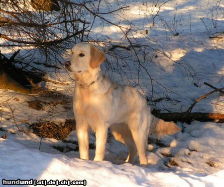 Golden Retriever Hunde Foto 19069 in höherer Auflösung ansehen Golden Retriever Sonnenuntergang