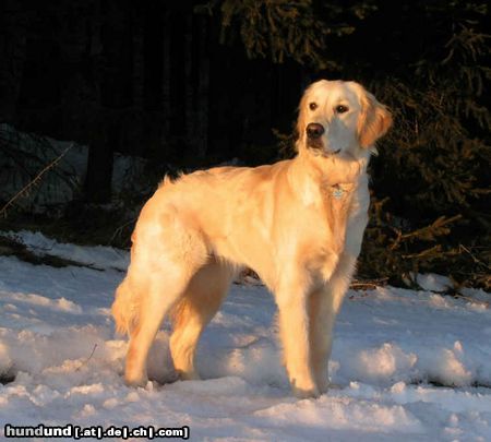 Golden Retriever Hunde Foto 19070 in höherer Auflösung ansehen Golden Retriever Sonnenuntergang