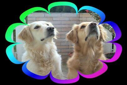 Golden Retriever Hunde Foto 1103 Golden Retriever Unsere zwei Goldy- Damen Daisy und Anka