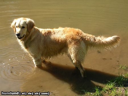 Golden Retriever Hunde Foto 20911 Golden Retriever Corey 04/05