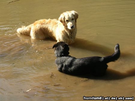 Golden Retriever Hunde Foto 20912 Golden Retriever Corey und ihre beste Freundin Sina 04/05