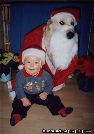 Golden Retriever Hunde Foto 8659 Golden Retriever Weihnachtspaar Gero und Luca