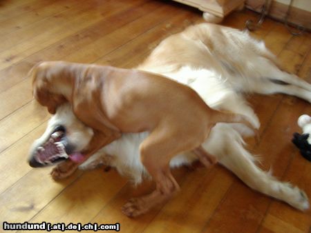 Golden Retriever Hunde Foto 13445 Golden Retriever Cico und Lena (zwei Kampfschnecken....)