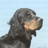 Gordon Setter