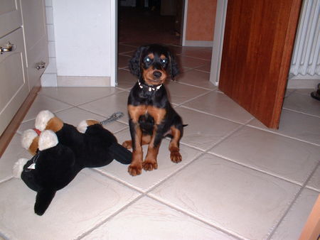 Gordon Setter bin ich nich süß?