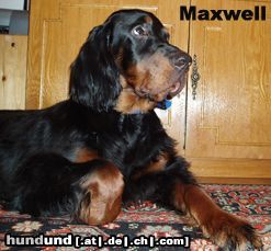 Gordon Setter Hunde Foto 17537 in höherer Auflösung ansehen Gordon Setter Gordon setter Maxwell, 6 months