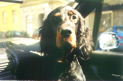 Gordon Setter Hunde Foto 439 Gordon Setter Archie (sucht ein Zuhause)
