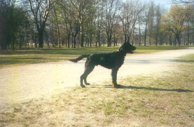Gordon Setter Hunde Foto 440 Gordon Setter Archie (sucht ein Zuhause)