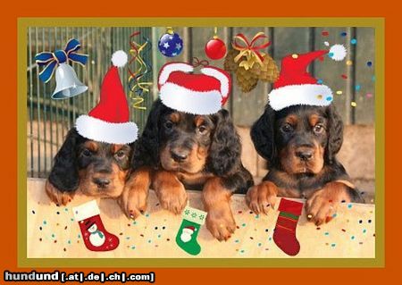 Gordon Setter Wir wünschen eine schöne Adventszeit