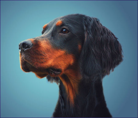 Gordon Setter Hunde Foto 33645 Gordon Setter Edle Schönheit